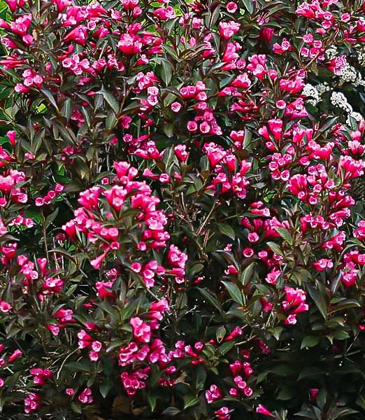 Weigela florida 'Nana Purpurea'